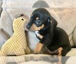Small Photo #4 Chiweenie Puppy For Sale in SHILOH, OH, USA