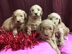Small Photo #7 Goldendoodle (Miniature) Puppy For Sale in CONOWINGO, MD, USA