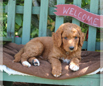 Small Photo #1 Goldendoodle-Poodle (Standard) Mix Puppy For Sale in PARADISE, PA, USA