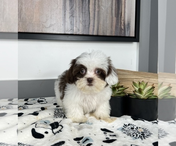 Medium Photo #3 ShihPoo Puppy For Sale in FRANKLIN, IN, USA