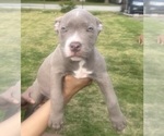 Small Photo #16 American Bully Puppy For Sale in LAKE STATION, IN, USA