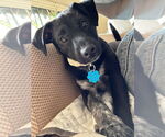 Small #1 Labrador Retriever