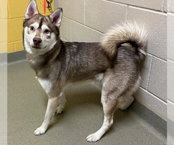 Medium Photo #4 Alaskan Klee Kai-Unknown Mix Puppy For Sale in Fort Collins, CO, USA