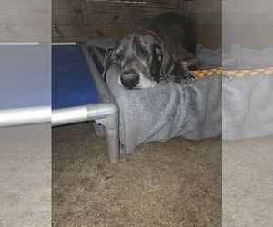 Great Dane Dogs for adoption in Palm Beach, FL, USA