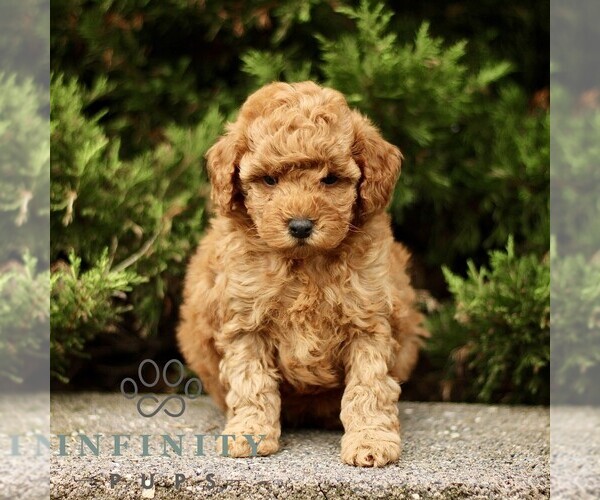 Medium Photo #4 Goldendoodle (Miniature) Puppy For Sale in KINZERS, PA, USA