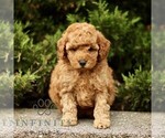 Small #3 Goldendoodle (Miniature)