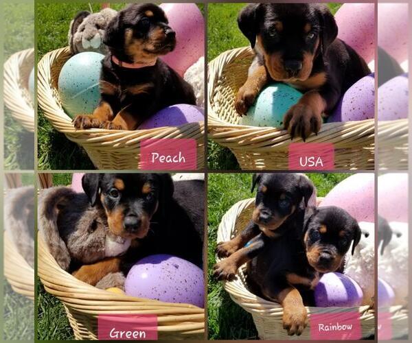 Medium Photo #11 Rottweiler Puppy For Sale in COLUMBIA, MO, USA