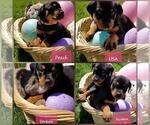 Small Photo #11 Rottweiler Puppy For Sale in COLUMBIA, MO, USA