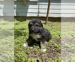 Small Photo #8 Australian Shepherd-German Shepherd Dog Mix Puppy For Sale in GRANDVIEW, TX, USA