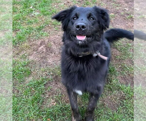 Medium Photo #4 Australian Retriever Puppy For Sale in Muskegon, MI, USA