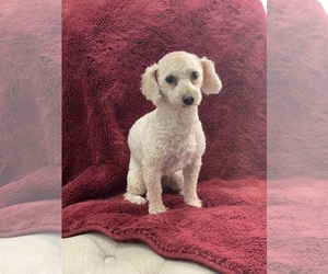 Poodle (Miniature) Puppy for sale in PARKER, CO, USA