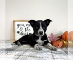 Puppy Blaze Australian Cattle Dog-Border Collie Mix