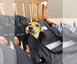 Small #3 Labrador Retriever Mix
