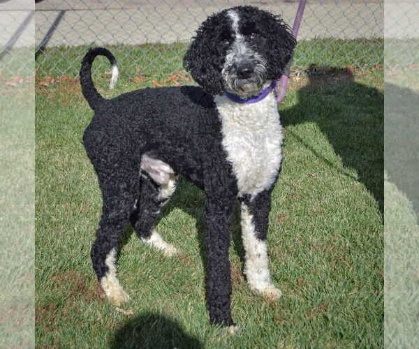 Medium Photo #2 Mutt Puppy For Sale in Huntley, IL, USA