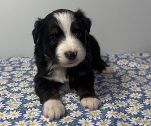 Miniature Australian Shepherd Litter for sale in PENSACOLA, FL, USA