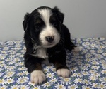 Image preview for Ad Listing. Nickname: Litter of 3