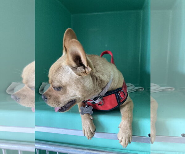 Medium Photo #7 French Bulldog-Unknown Mix Puppy For Sale in San Diego, CA, USA