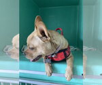 Small #6 French Bulldog Mix