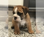 Small Photo #3 Bulldog Puppy For Sale in BOWLING GREEN, KY, USA