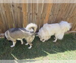 Small #5 Chow Chow-Great Pyrenees Mix