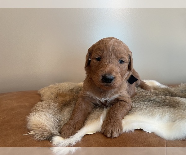 Medium Photo #19 Goldendoodle Puppy For Sale in WOODBURN, IN, USA