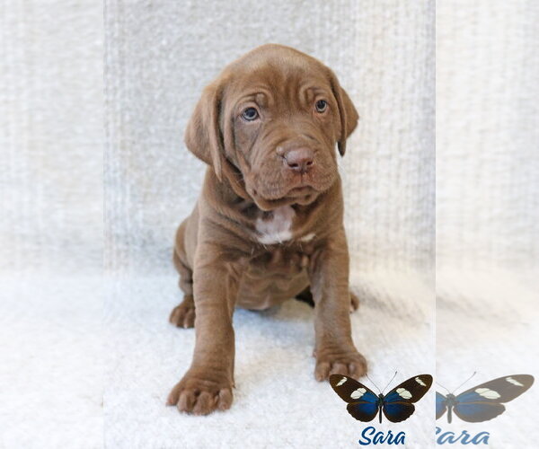 Medium Photo #11 Mastiff-Unknown Mix Puppy For Sale in Wakefield, RI, USA