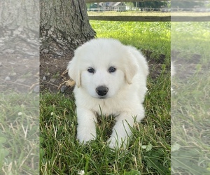 Great Pyrenees Puppy for sale in CANOGA, NY, USA