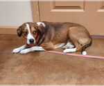 Small #3 Beagle Mix