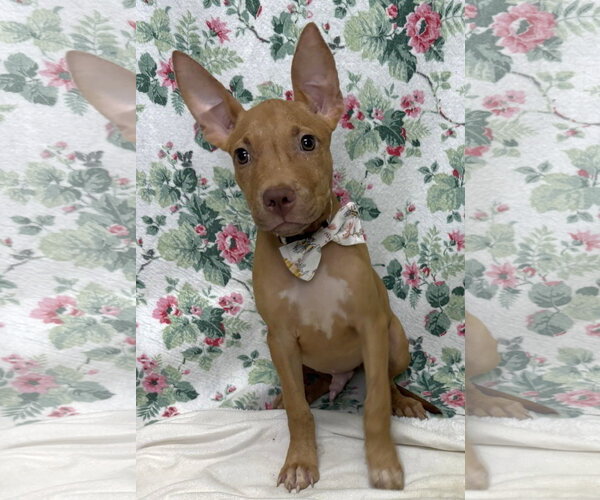 Medium Photo #1 American Pit Bull Terrier-Unknown Mix Puppy For Sale in Wetumpka, AL, USA