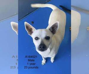 Chihuahua-Unknown Mix Dogs for adoption in Calgary, Alberta, Canada