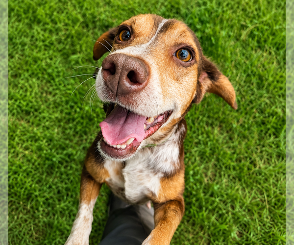 Medium Photo #2 Beagle Puppy For Sale in Dunnellon, FL, USA