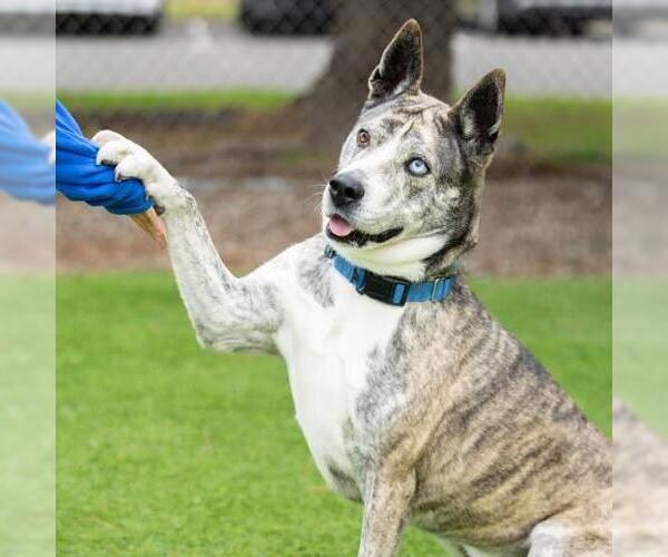 Medium Photo #2 Siberian Husky-Unknown Mix Puppy For Sale in Camarillo, CA, USA