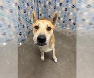 Carolina Dog-German Shepherd Dog Mix Dogs for adoption in Rosenberg, TX, USA
