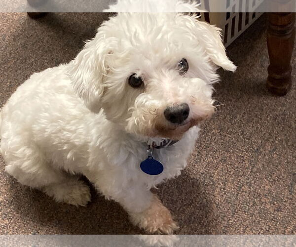 Medium Photo #2 Bichon Frise Puppy For Sale in Rootstown, OH, USA