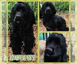 Cocker Spaniel Dogs for adoption in Blacksburg, SC, USA