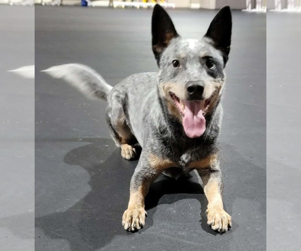 Medium Photo #1 Mutt Puppy For Sale in Highland, IL, USA