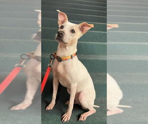 Mutt Dogs for adoption in Olalla, WA, USA