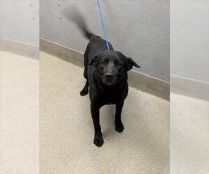 Labrador Retriever-Unknown Mix Dogs for adoption in Las Vegas, NV, USA