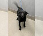 Small Labrador Retriever Mix