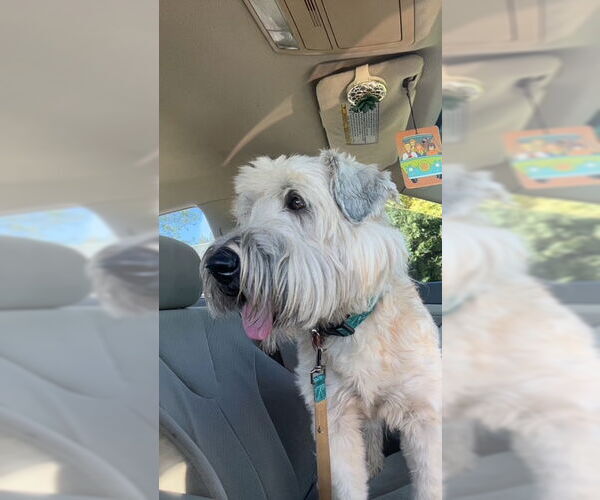 Medium Photo #3 - Mix Puppy For Sale in Tarrytown, GA, USA