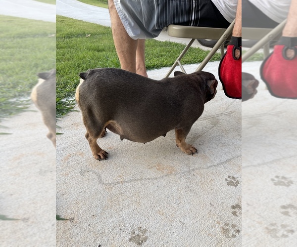 Medium Photo #1 French Bulldog Puppy For Sale in WINDER, GA, USA