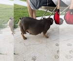 Small Photo #1 French Bulldog Puppy For Sale in WINDER, GA, USA