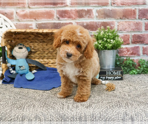 Poodle (Miniature) Puppy for sale in SYRACUSE, IN, USA