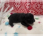 Small Photo #1 French Bulldog Puppy For Sale in MYRTLE BEACH, SC, USA