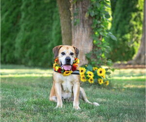 Mastiff-Unknown Mix Dogs for adoption in Unionville, PA, USA