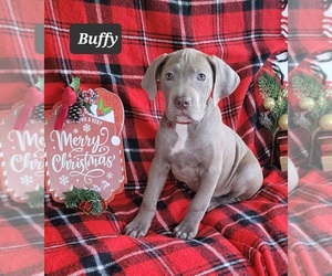 Cane Corso Puppy for sale in MINERAL WELLS, WV, USA