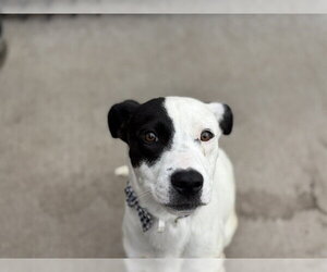 Mutt Dogs for adoption in Tulsa, OK, USA