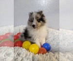 Small Photo #8 Shetland Sheepdog Puppy For Sale in BRKN ARW, OK, USA