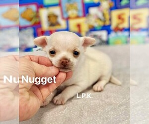 Chihuahua Puppy for sale in WINNSBORO, LA, USA