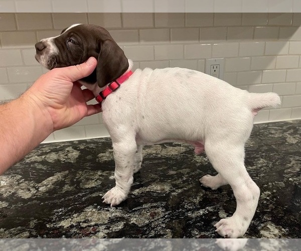 Medium Photo #3 German Shorthaired Pointer Puppy For Sale in ROCKLIN, CA, USA